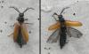 Drilus flavescens